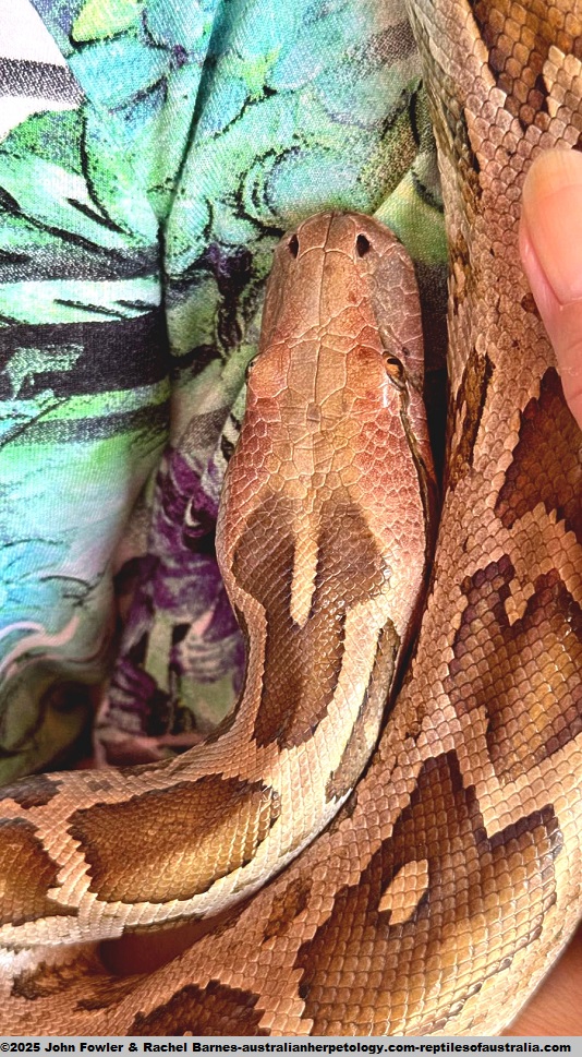 Rachel Barnes with an Indian Rock Python (Python molurus) which is the only species of Python that is found in Sri Lanka photographed in Sri Lanka